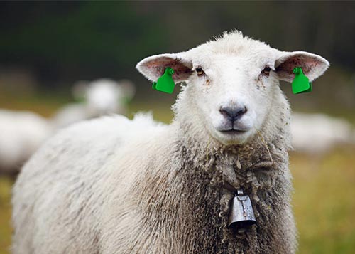 動物耳標激光標刻樣品圖